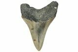 Serrated, Fossil Megalodon Tooth - North Carolina #295091-1